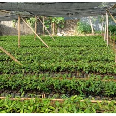 Bibit Pala Unggul Lokal, Makassar-Sulawesi Selatan 